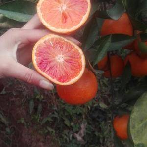 塔罗科血橙正在热销中，产地直销，欢迎订购18782049...