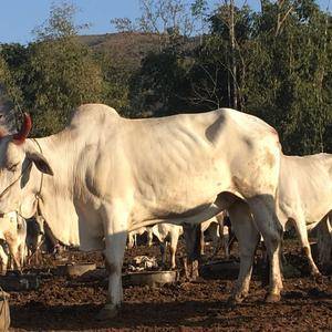 缅甸婆罗门黄牛肉牛8块一斤，期待实力合作