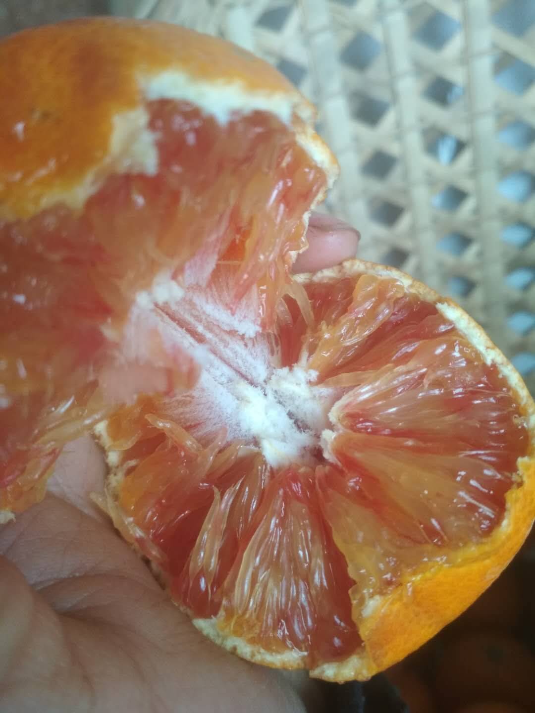 唯一含花青素的柑橘，个大味甜，已经成熟。欢迎各地老板