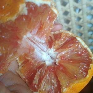 唯一含花青素的柑橘，个大味甜，已经成熟。欢迎各地老板