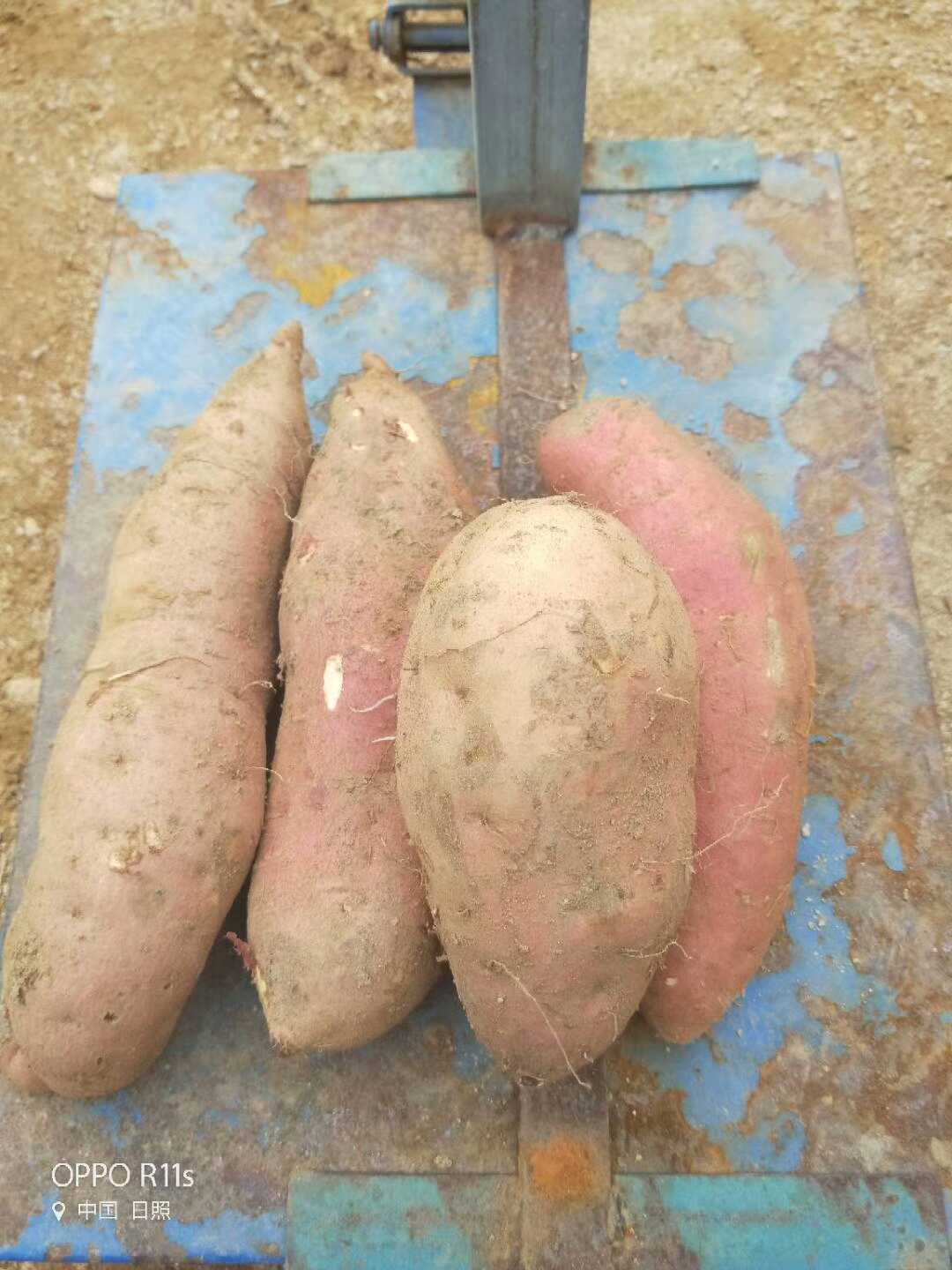 山东红薯大量出售（西瓜红，济薯26.烟薯25，徐薯18，...