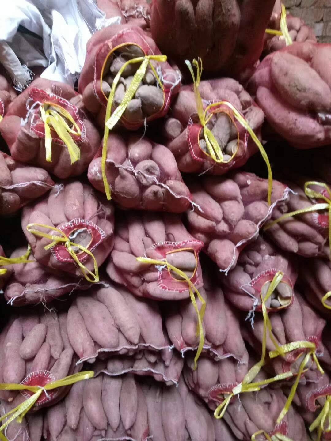 本红薯种植基地大量供应苏薯八号红薯，红皮红心，支持各种包装，竭诚合作！