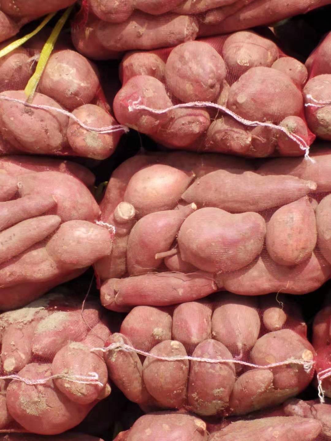 本红薯种植基地大量供应苏薯八号红薯，红皮红心，支持各种包装，竭诚合作！