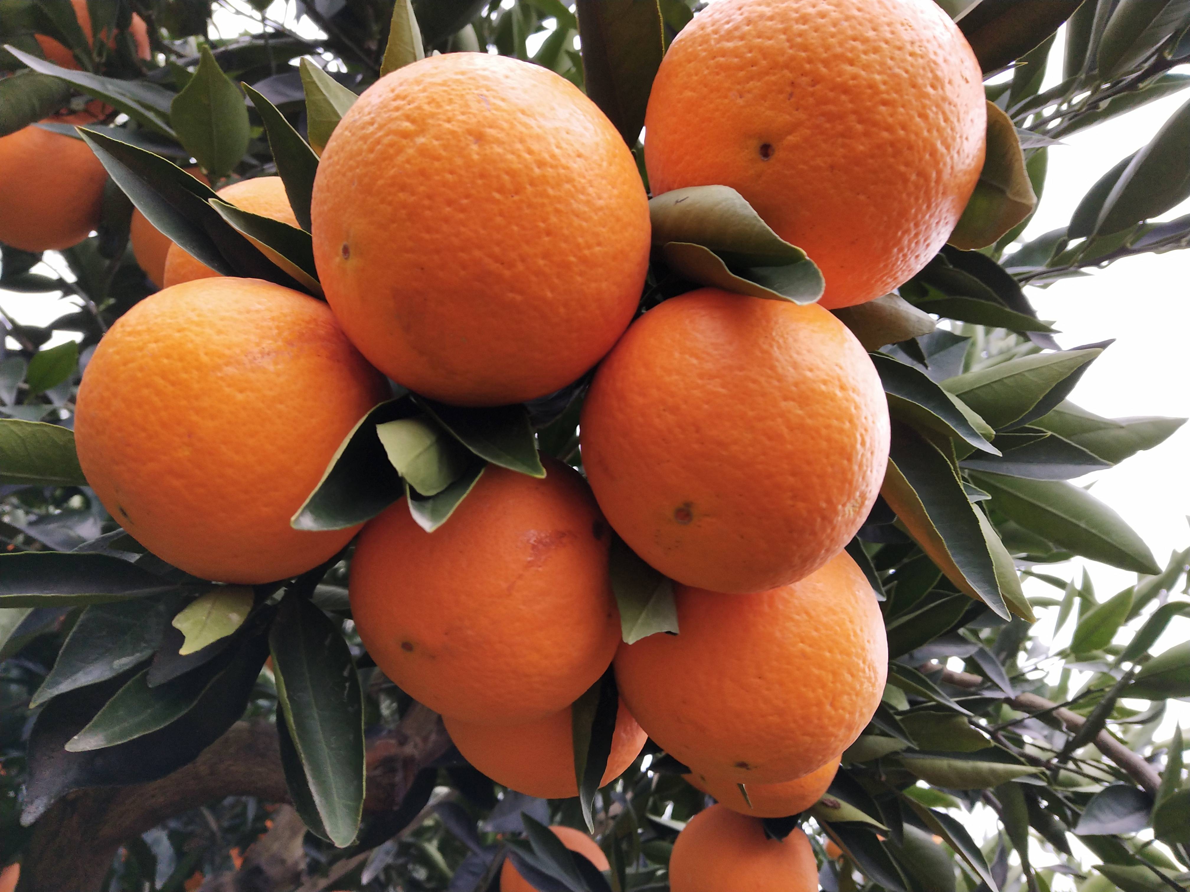 中华红血橙产地直销，大量供应，品质保证，农户一手货源价格...