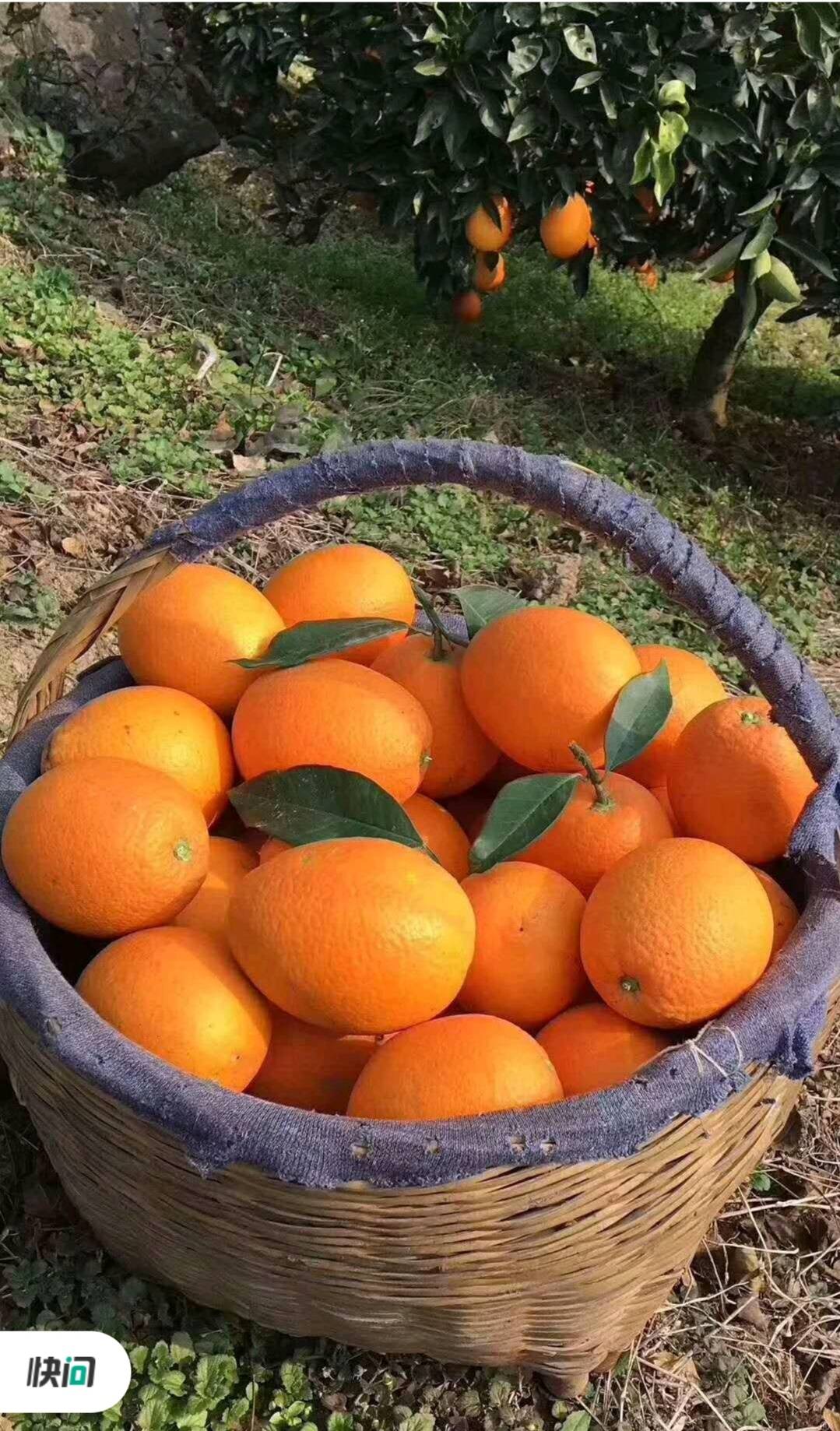 锦橙产地直销大量供应