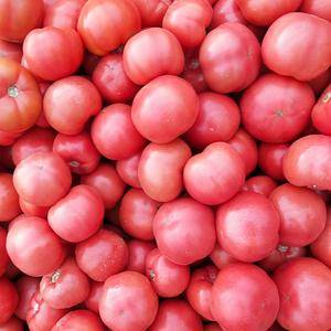 西红柿量大价格低，果型好颜色亮