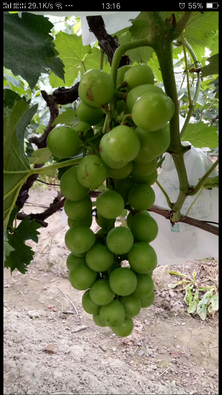 上海市嘉定区马陆镇阿水葡萄生态园内有十多种品种葡萄...