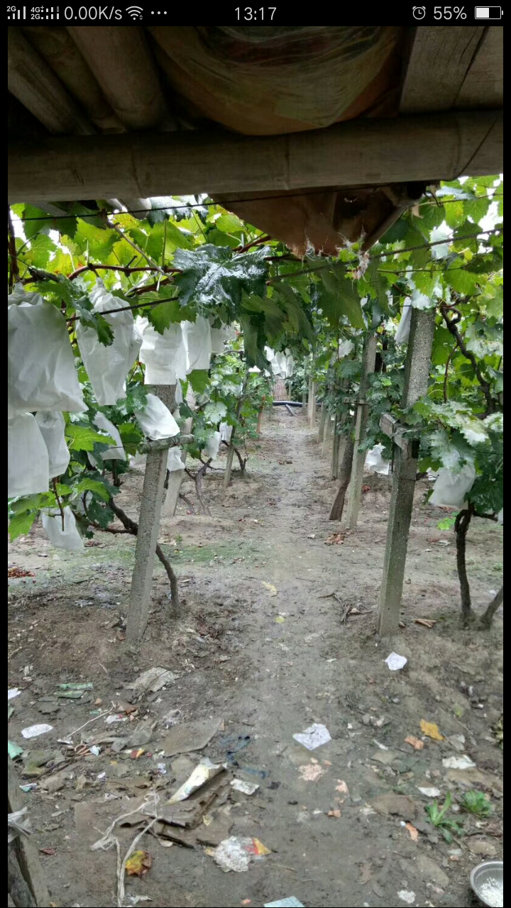 上海市嘉定区马陆镇阿水葡萄生态园内有十多种品种葡萄...