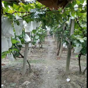 上海市嘉定区马陆镇阿水葡萄生态园内有十多种品种葡萄如巨峰...