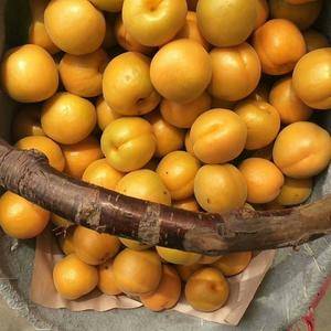 陕西大荔露地金太阳杏，丰源红杏5月初，凯特杏及各种时令水果也大量上市了，本地是杂果基地，欢迎各位电商客商前来采购。