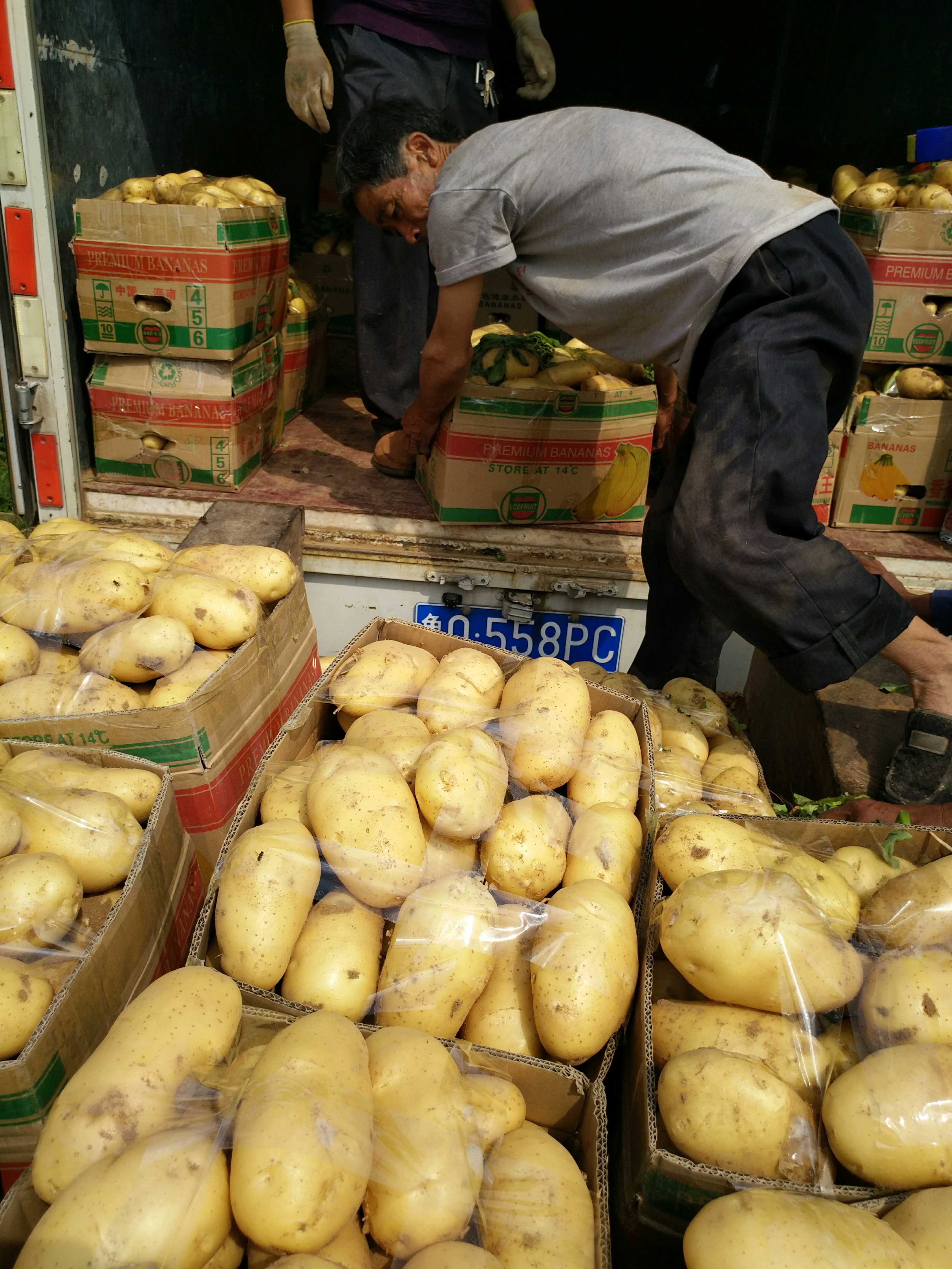 大棚土豆快要上市了，有多年约土豆种植经验，采用农家肥发酵种植，种出的土豆个头大，无虫眼，无疤痕，光滑有光泽。欢迎新老客户前来收购。