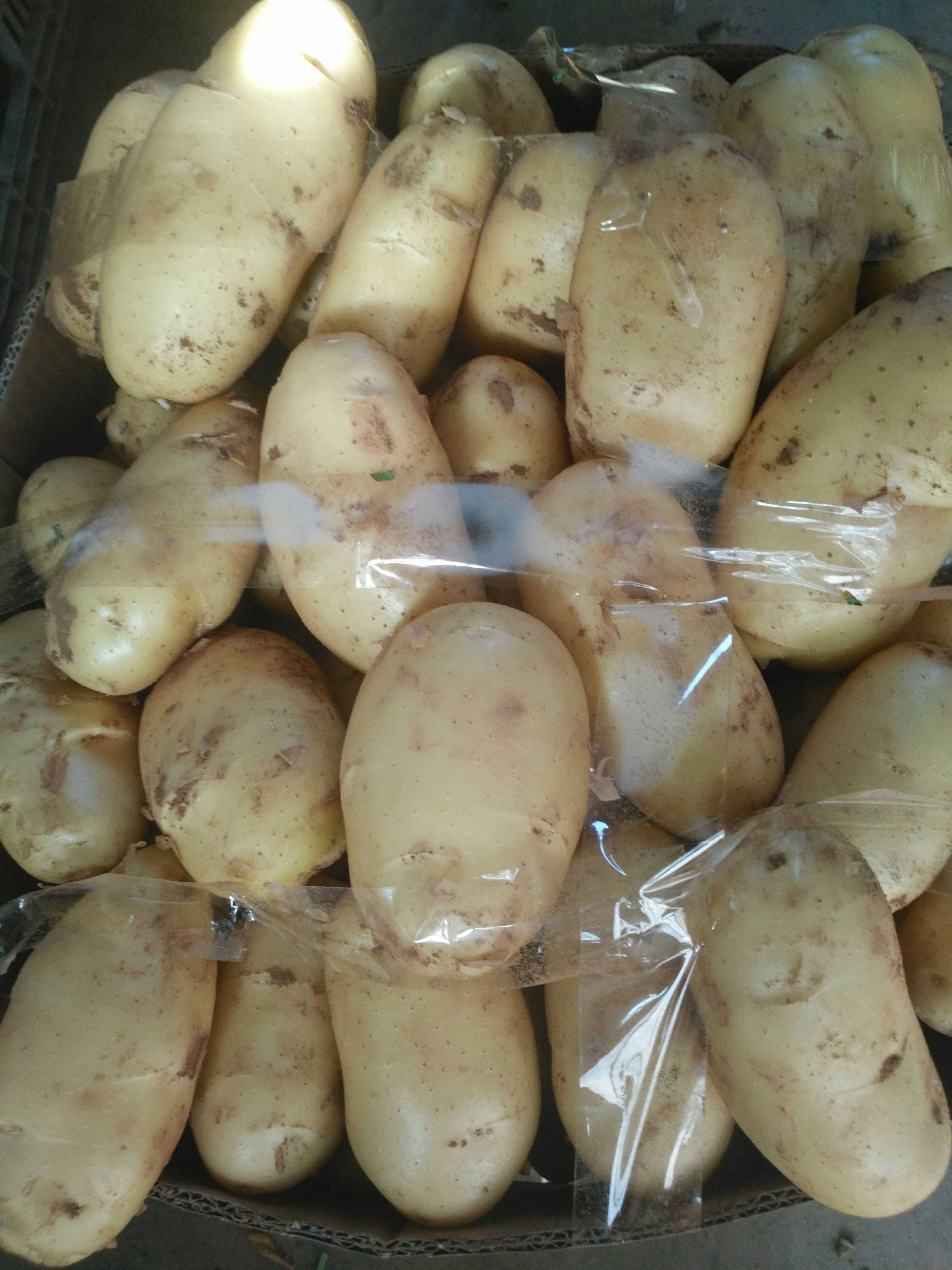 大棚土豆快要上市了，有多年约土豆种植经验，采用农家肥发酵种植，种出的土豆个头大，无虫眼，无疤痕，光滑有光泽。欢迎新老客户前来收购。
