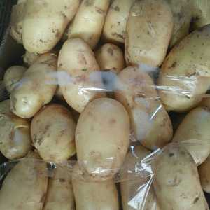 大棚土豆快要上市了，有多年约土豆种植经验，采用农家肥发酵...