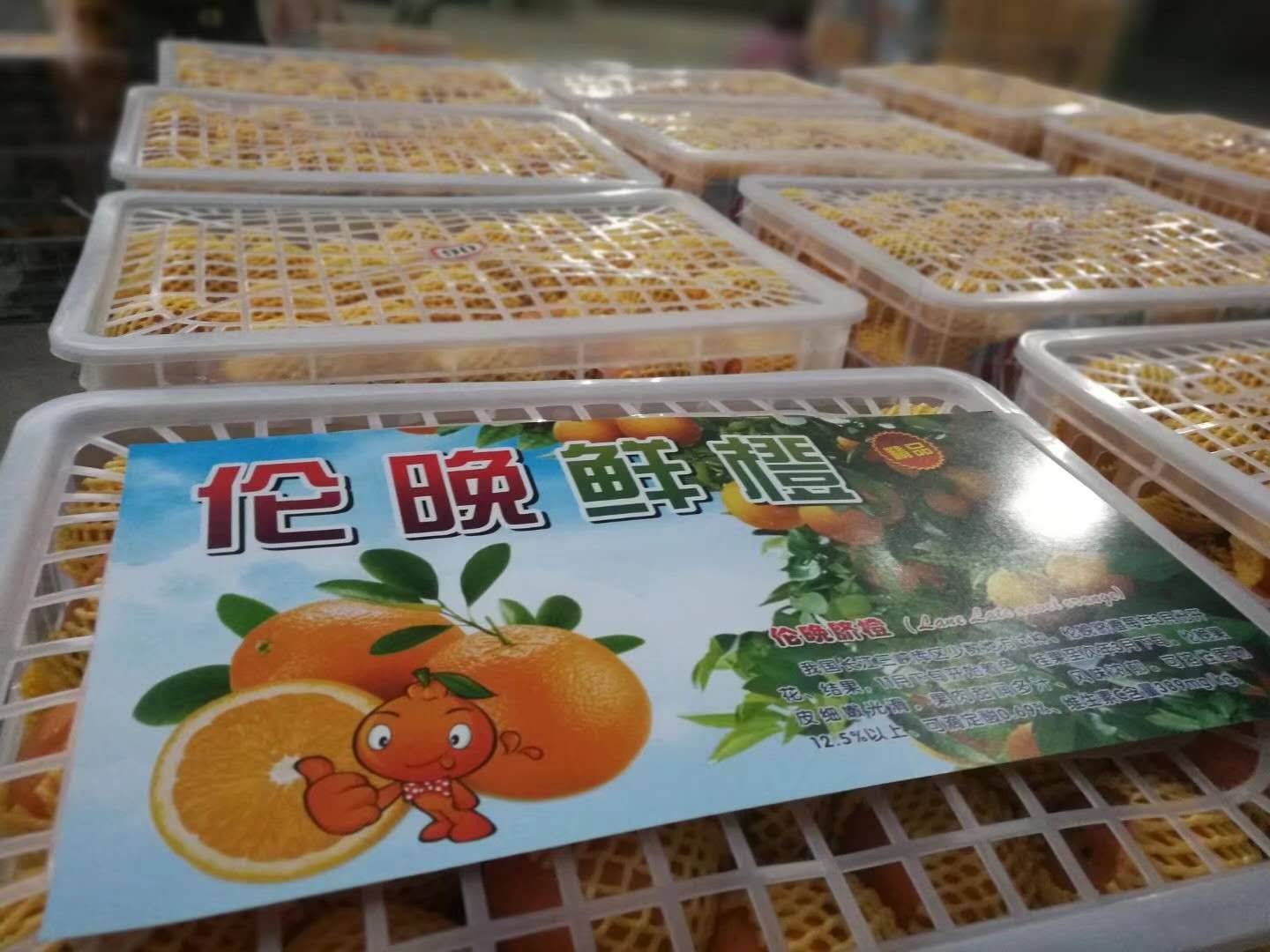 大量伦晚↖夏橙上市出售，欢迎与我联系！（13177075995微信同电）长期提供最优质脐橙！最低价出售伦晚夏橙等