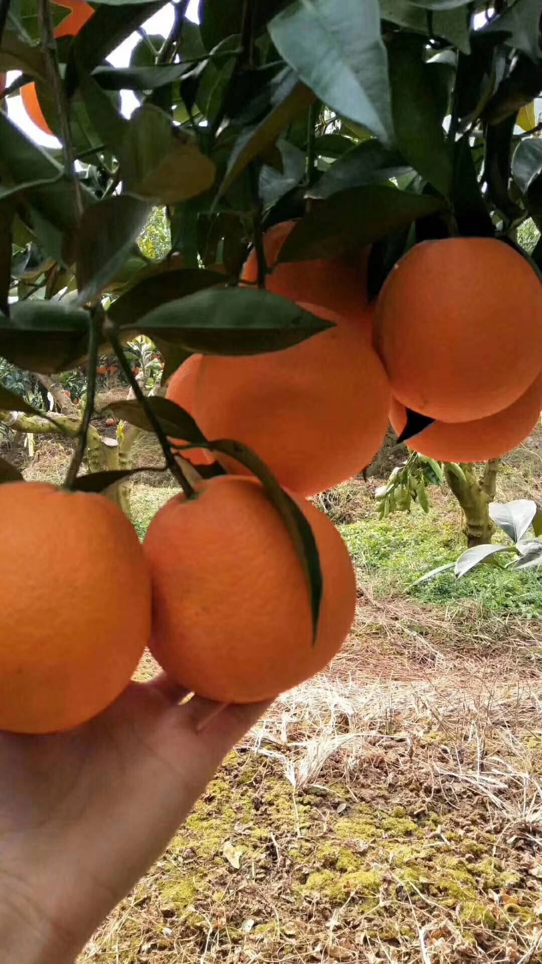 秭归脐橙、伦晚橙、红心橙、二月红、夏橙、密奈、碰柑、芦柑、产地应有尽有。