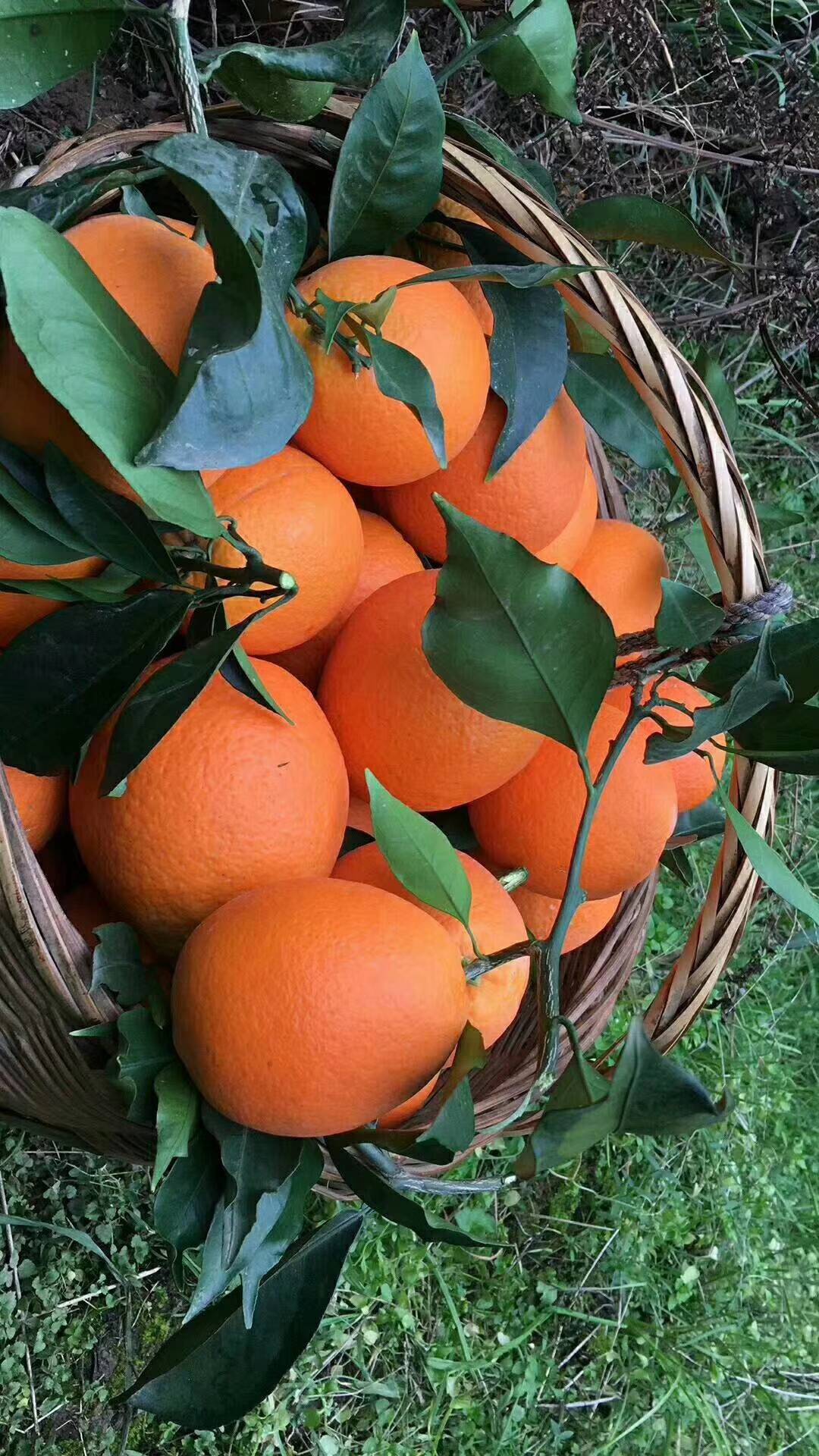 秭归脐橙、伦晚橙、红心橙、二月红、夏橙、密奈、碰柑、芦柑...