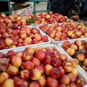 这里是山东省最大的油桃批发市场，现已上市了，有需要的客商...