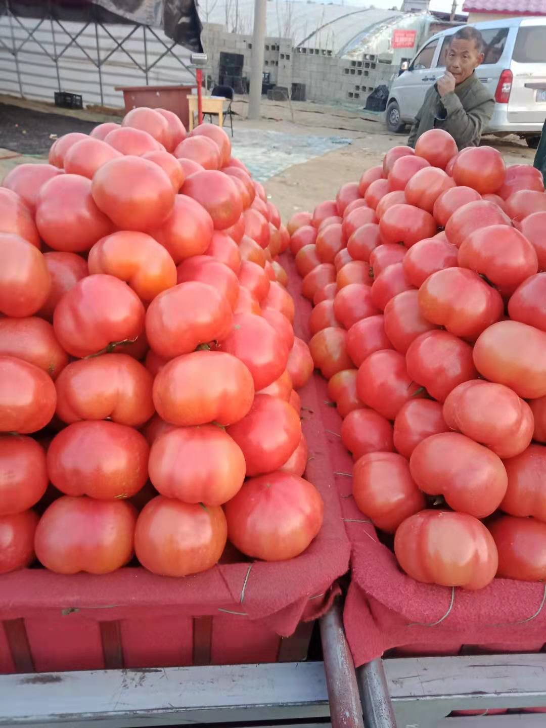山东沂蒙山老区，西红柿，质量好，量大，133550021...
