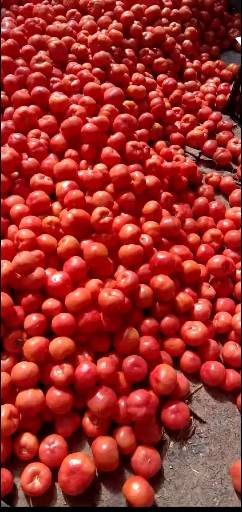 硬粉西红柿大量上市，需要的联系