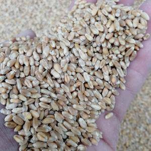 出售过筛小麦容重750，1.09元
13004009977