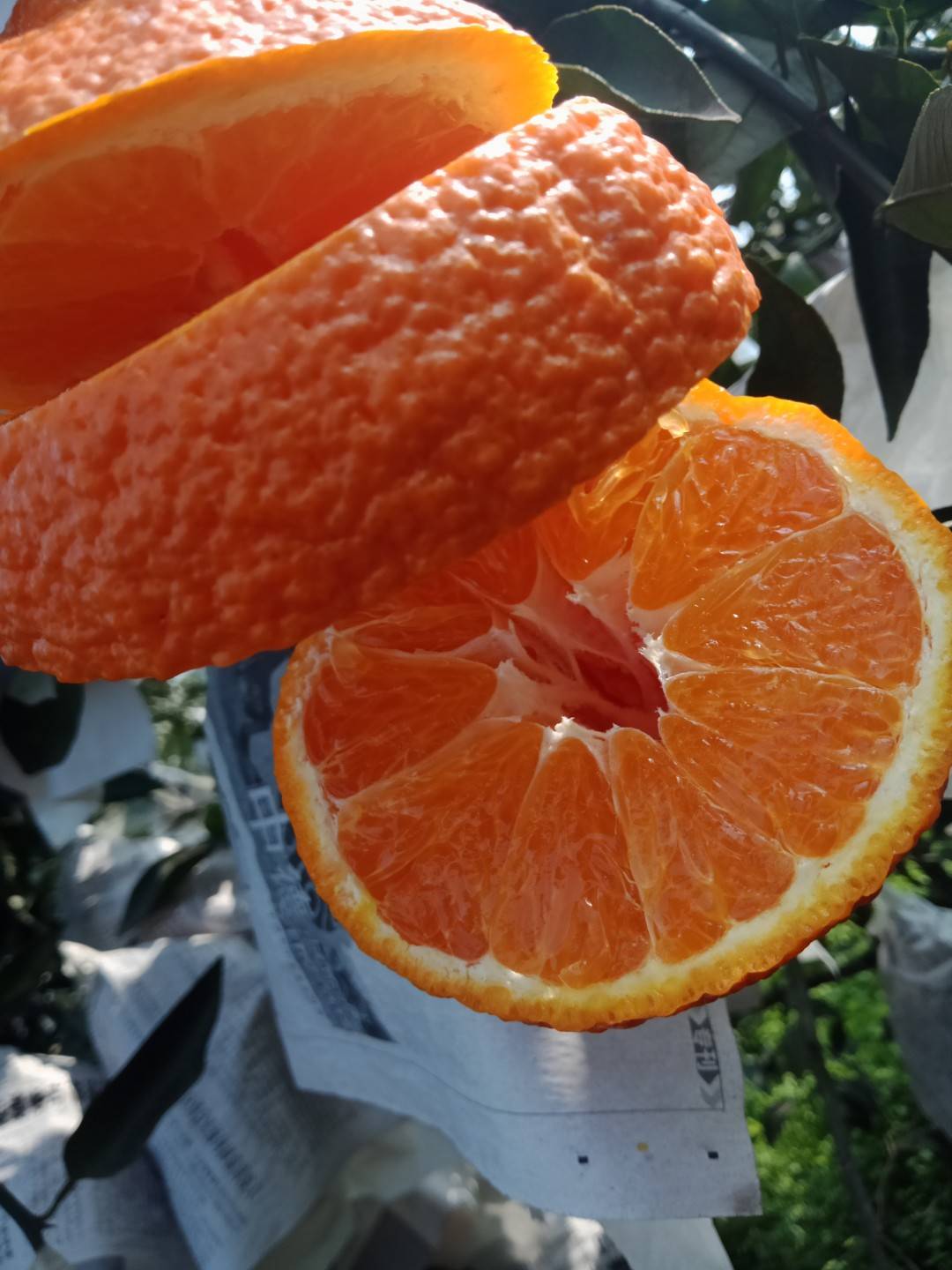 真正正宗的不知火丑橘，是四川眉山地标性晚熟柑橘之一。吃不知火，好生活不上火！