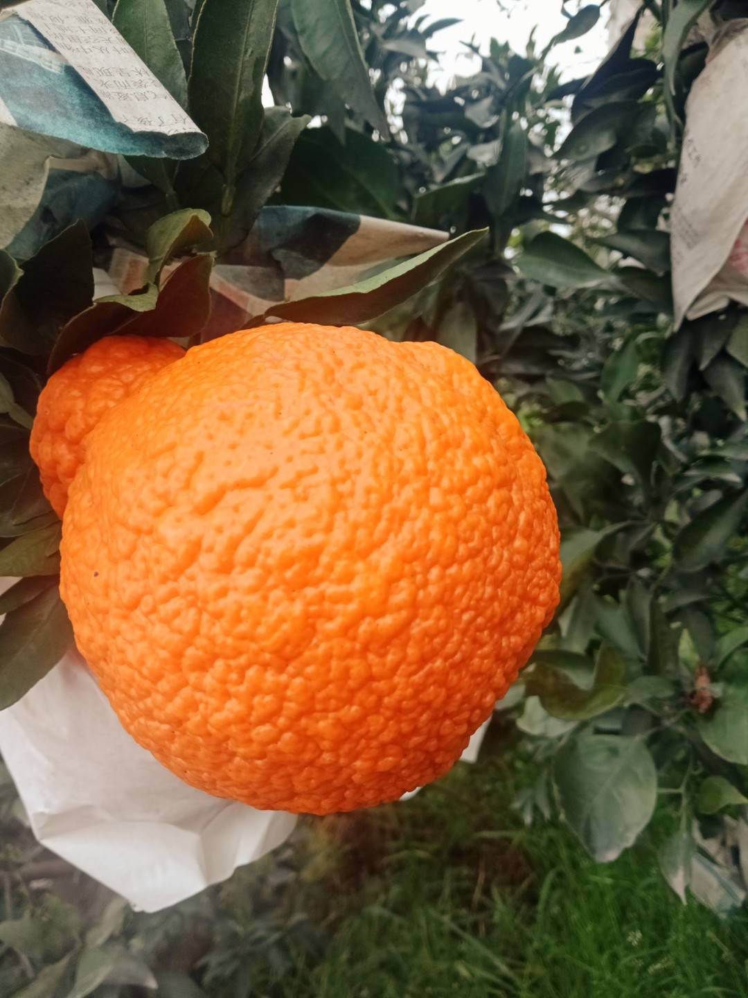 真正正宗的不知火丑橘，是四川眉山地标性晚熟柑橘之一...