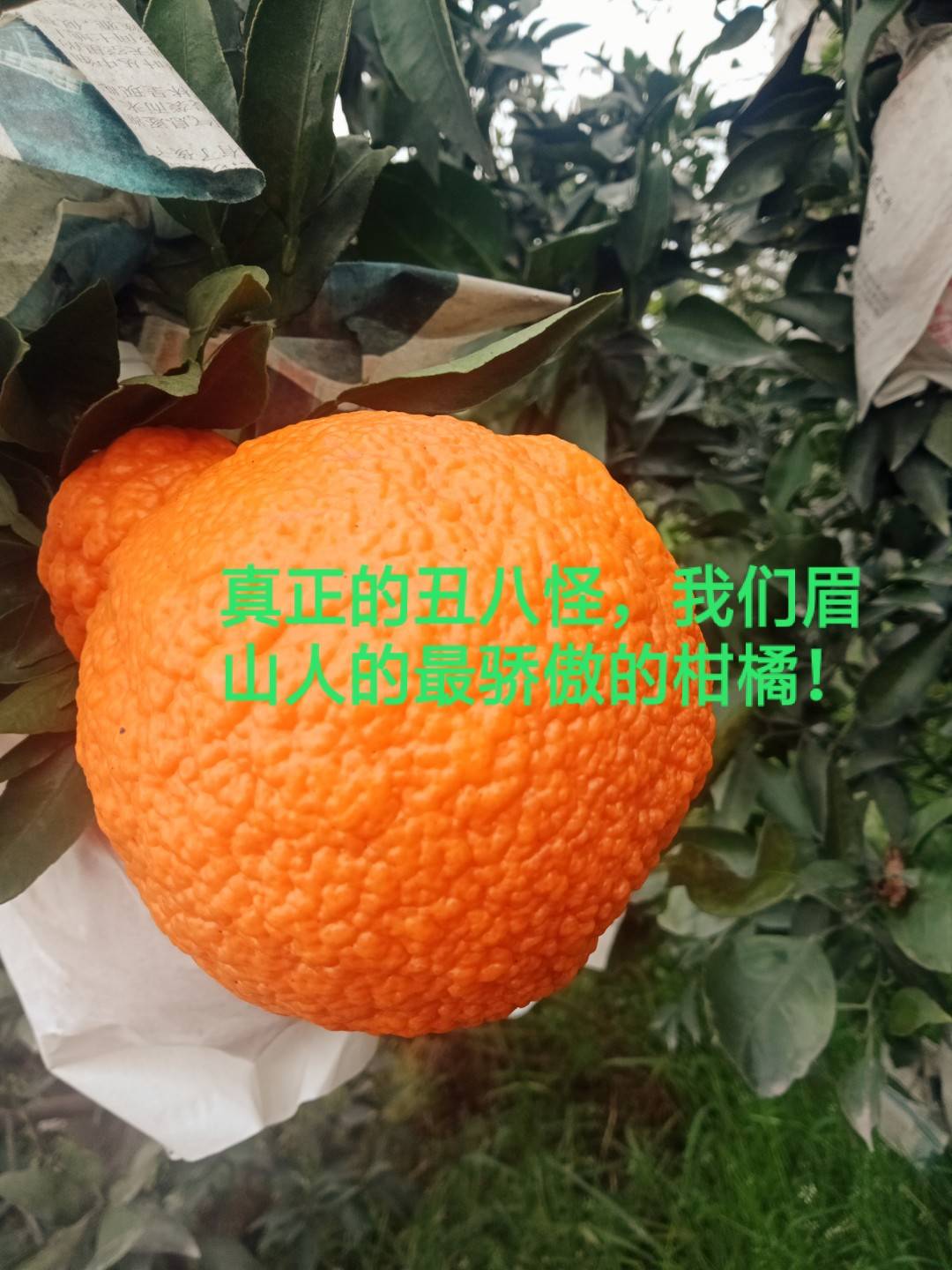 真正正宗的不知火丑橘，是四川眉山地标性晚熟柑橘之一...