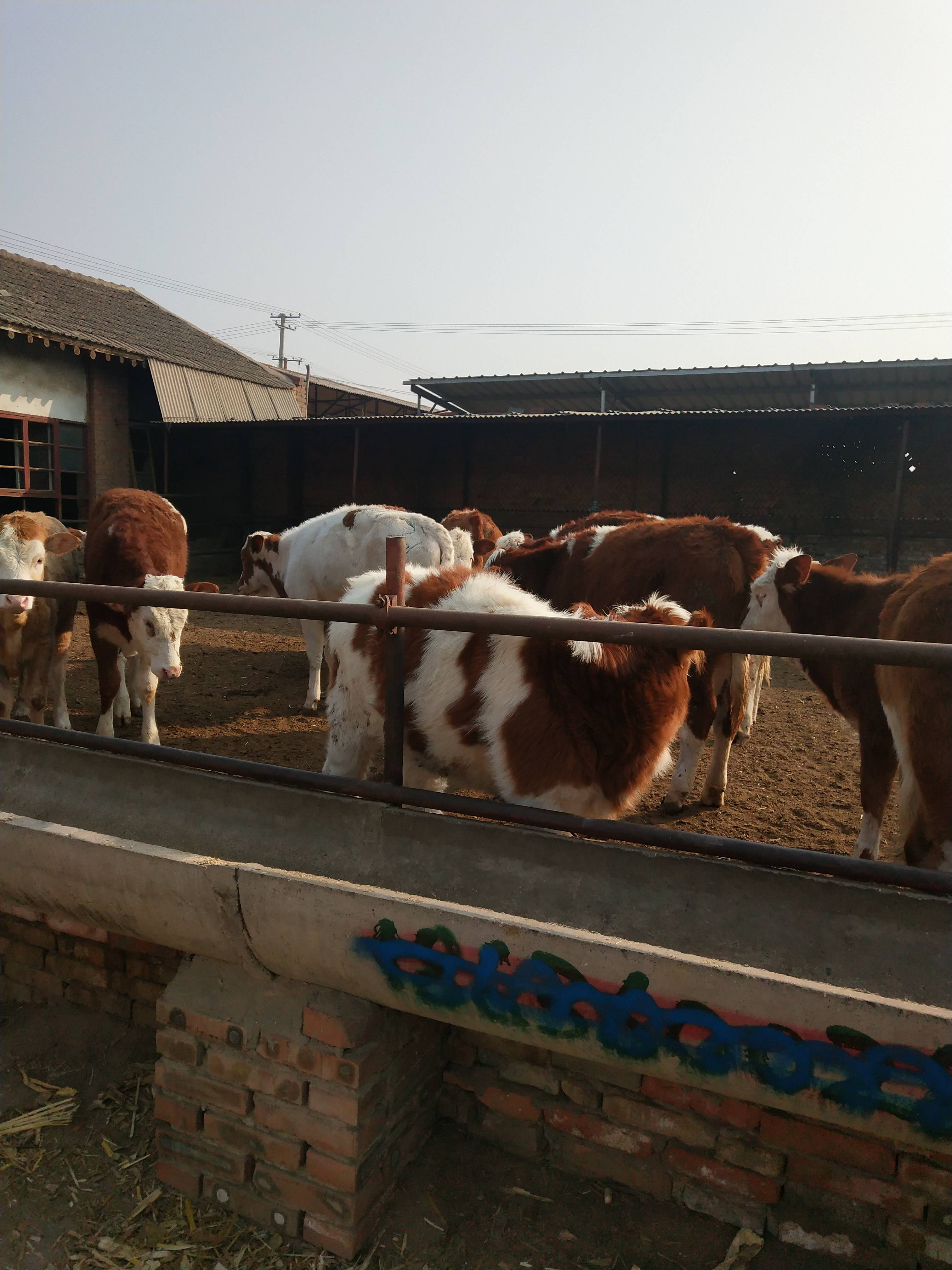 晋红养殖场常年对外出售各种肉牛犊，有要的老板联系15635051422微信同步。