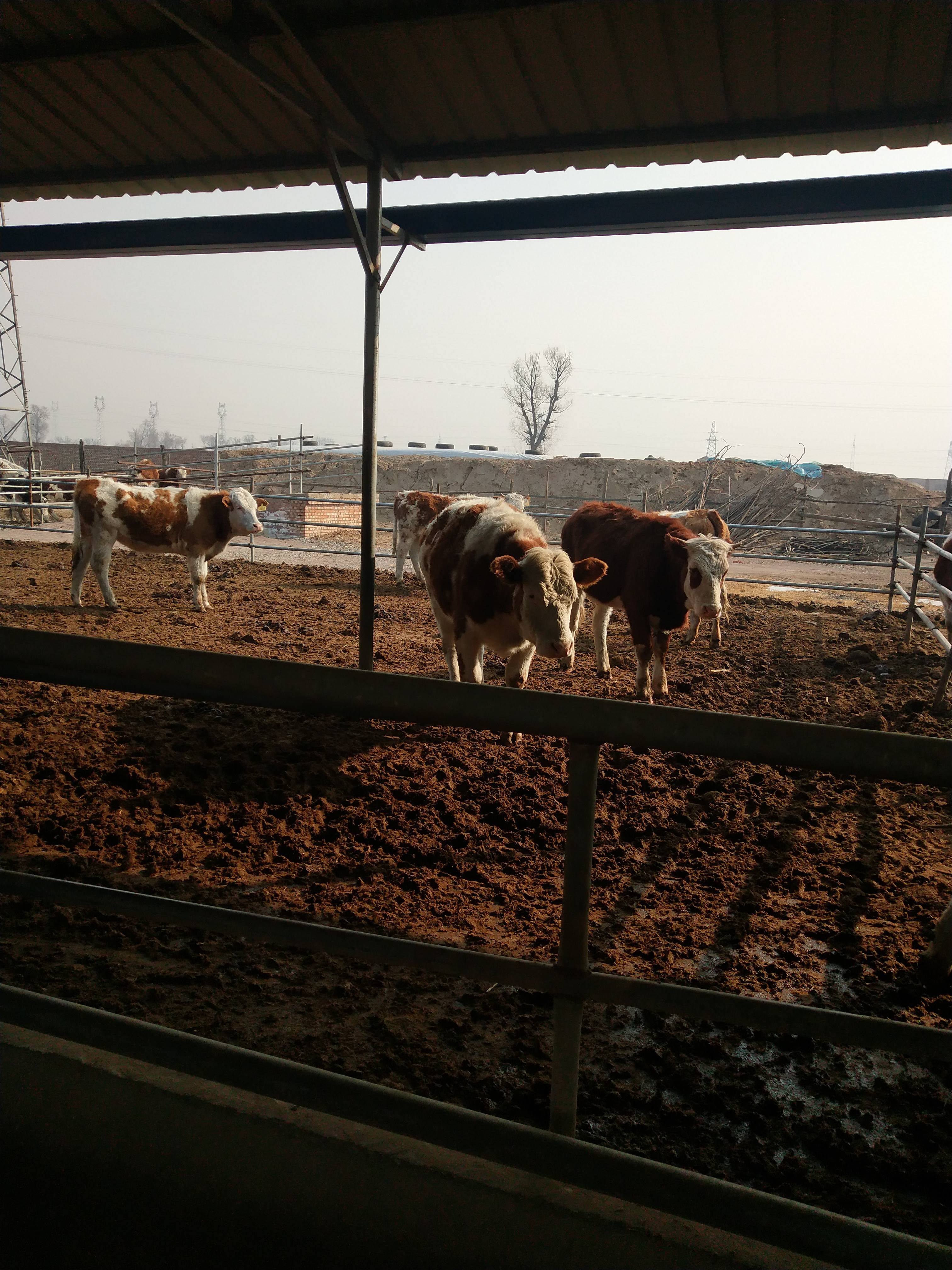 晋红养殖场常年对外出售肉牛，欢迎新老客户考察选牛，联系15635051422微信同号。