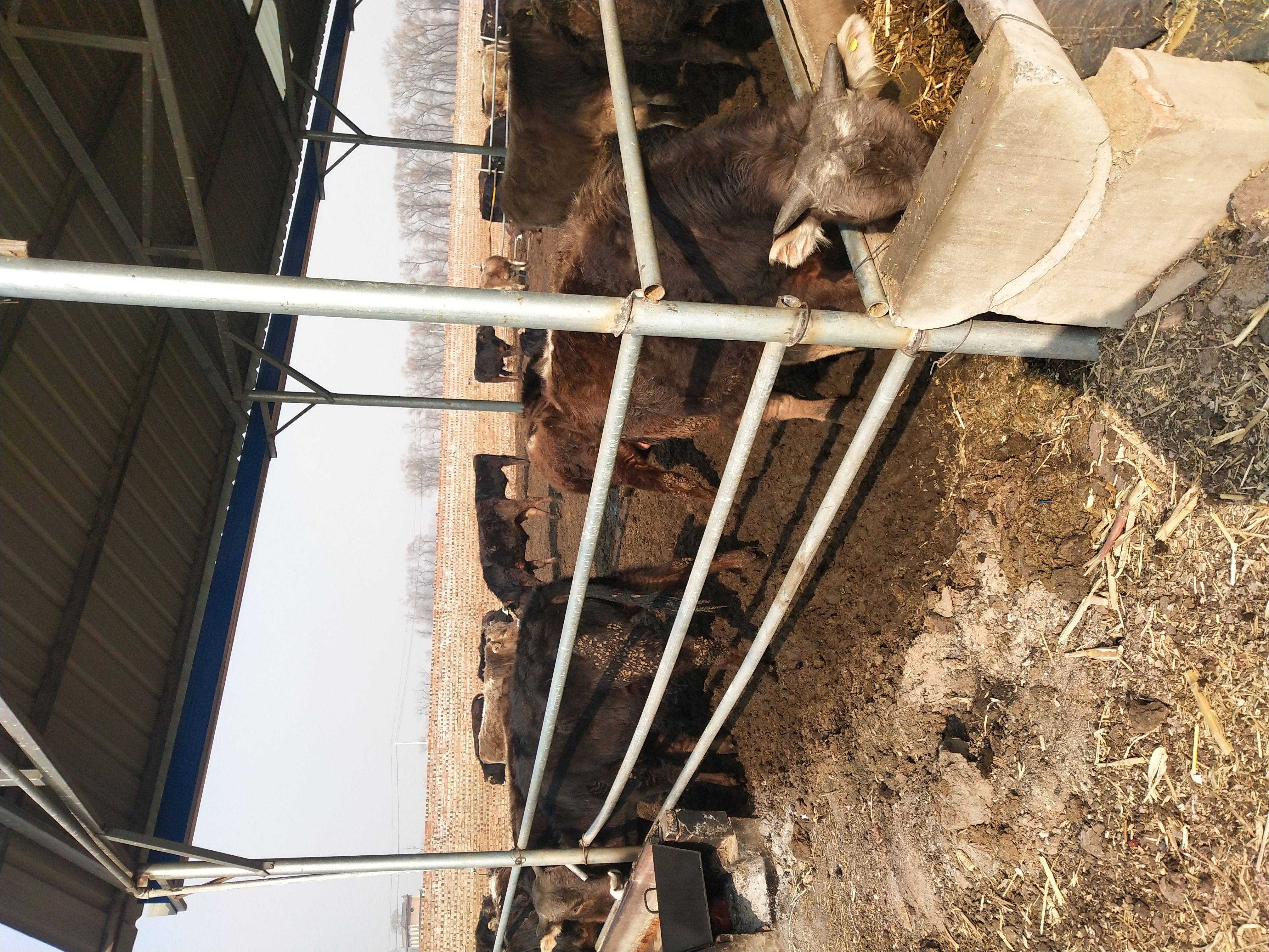晋红养殖场常年对外出售肉牛，欢迎新老客户考察选牛，联系15635051422微信同号。