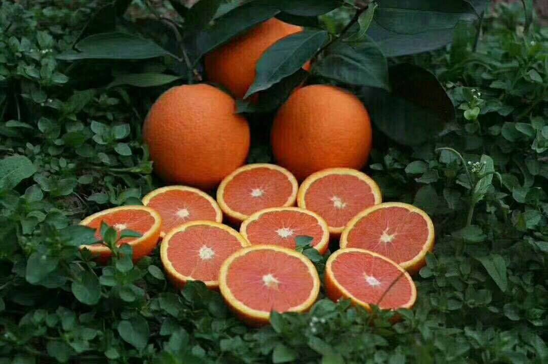 秭归伦晚，夏橙已经大量上市，口感甜，水份足，价格低廉，量...