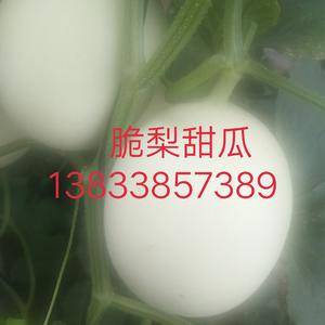 河北饶阳京南瓜果蔬菜生产区，现在脆梨、沙白、久红、西周蜜...