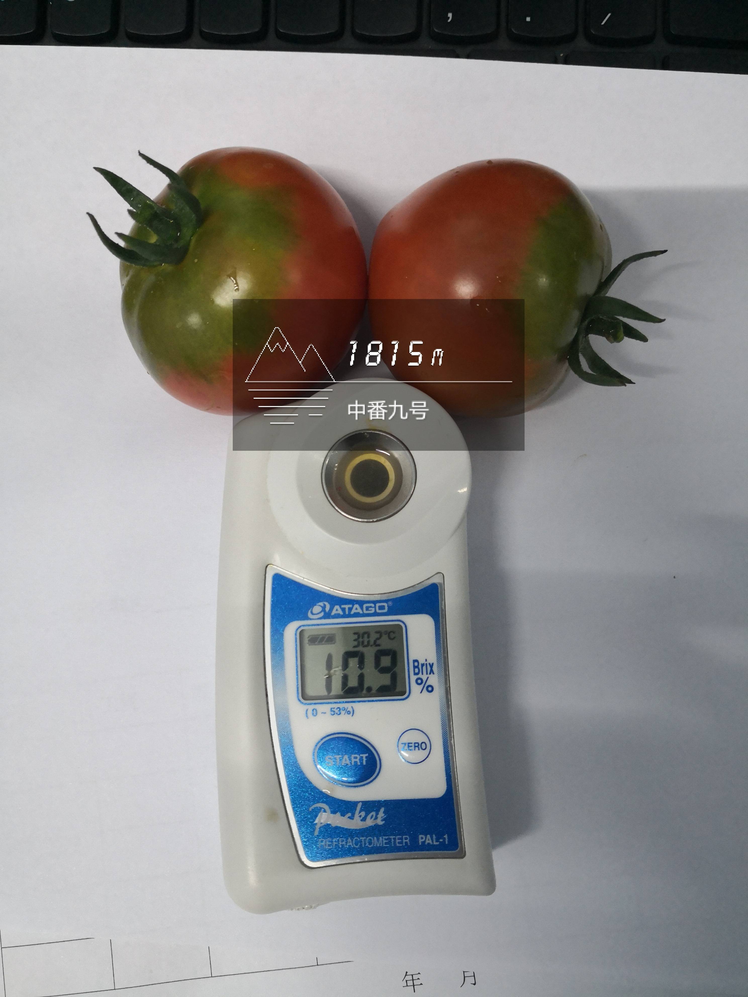 高品质番茄中番九号上市了，口感好，耐运输。