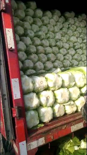 兰陵县黄心大白菜大量上市了，今天价格下滑