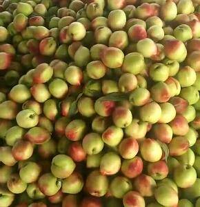山东暖棚油桃，126油桃，4号，5号大量上市了，