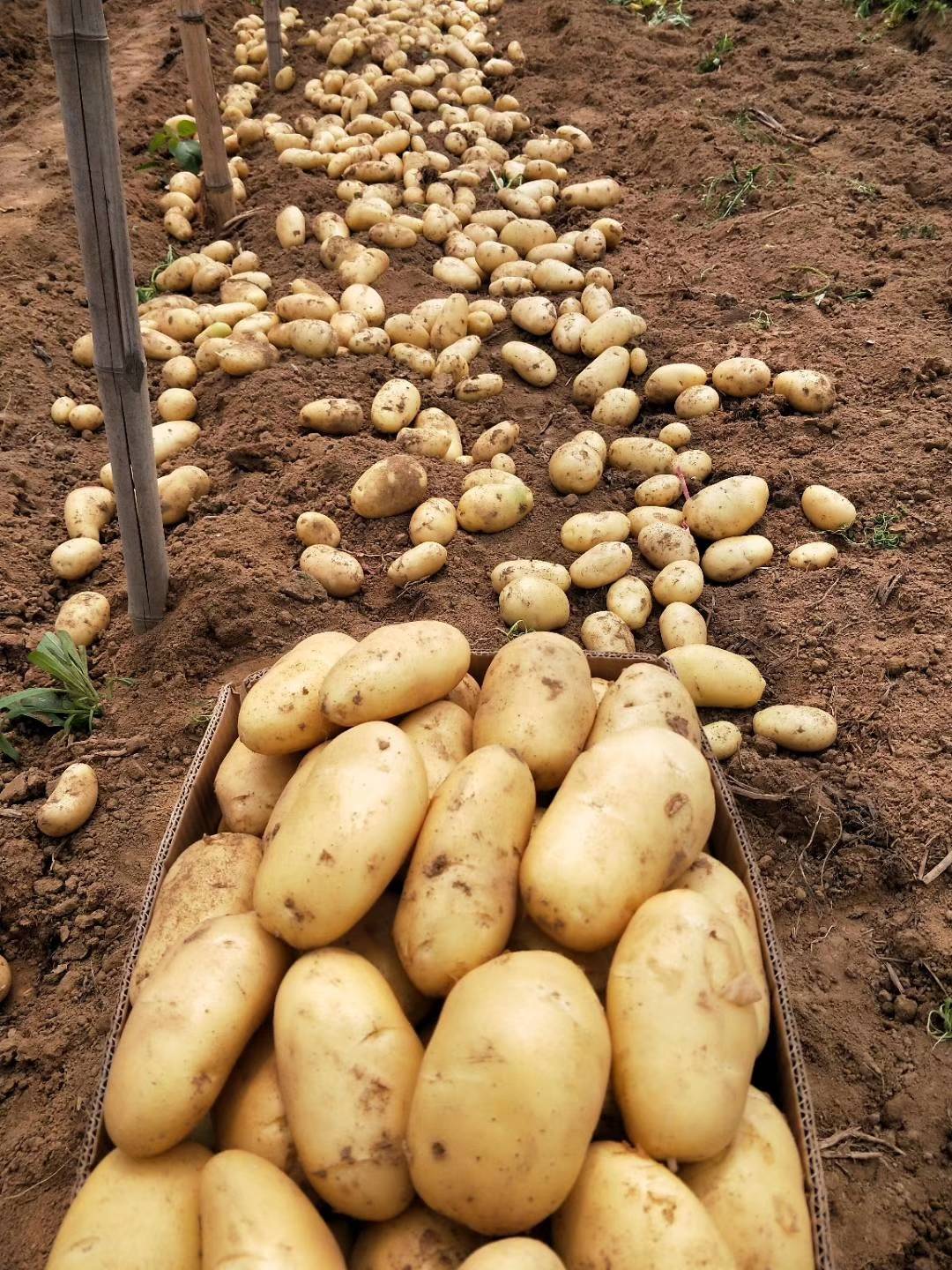 滕州市万亩土豆已经上市了，今年土豆个头大体形好颜色亮，有需要的朋友联系电话13869431001