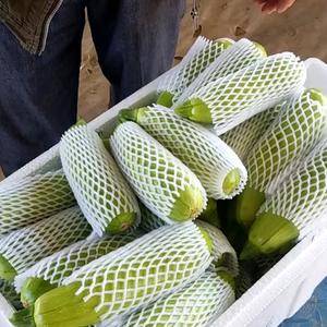 山东聊城永安蔬菜大市场大量供应西葫芦，瓜条长，颜色绿。质量上乘。