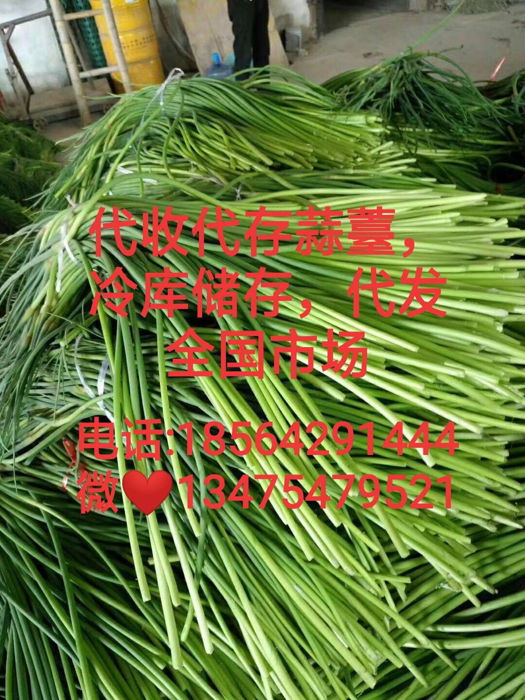 金乡太空蒜薹4月25号左右大量上市,今年大蒜种植面积减少,太空蒜薹苔