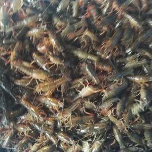 基地供应虾苗种虾，5000亩养殖基地
