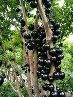 树葡萄又名嘉宝果产地大量出售，欢迎咨询