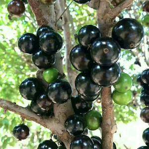 树葡萄树台湾品种挂果出售，当盆栽还可以有果子吃，1米--...
