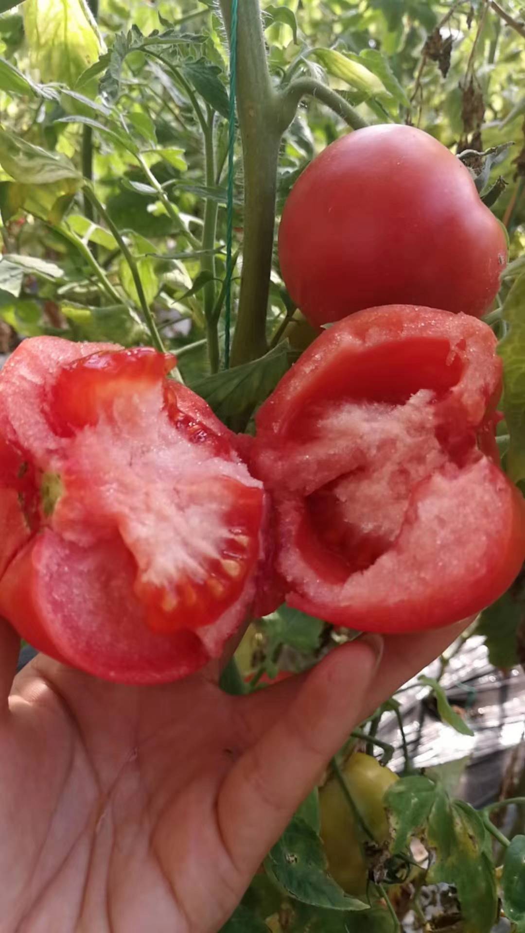 普罗旺斯西红柿  需要的联系