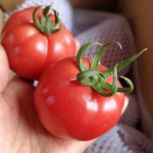 普罗旺斯西红柿  需要的联系
