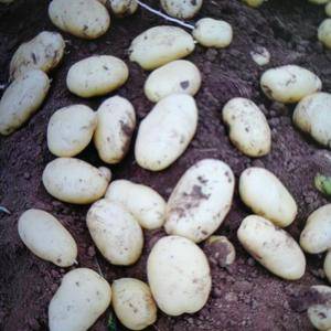 滕州阿鹏农业发展有限公司  大量供应荷兰十五土豆鲜货 质...