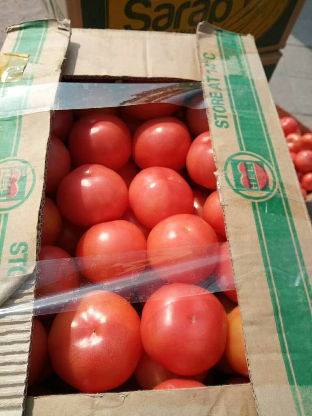 硬粉番茄大量上市，品种齐全交通便利！颜色红亮！孤三以上价...
