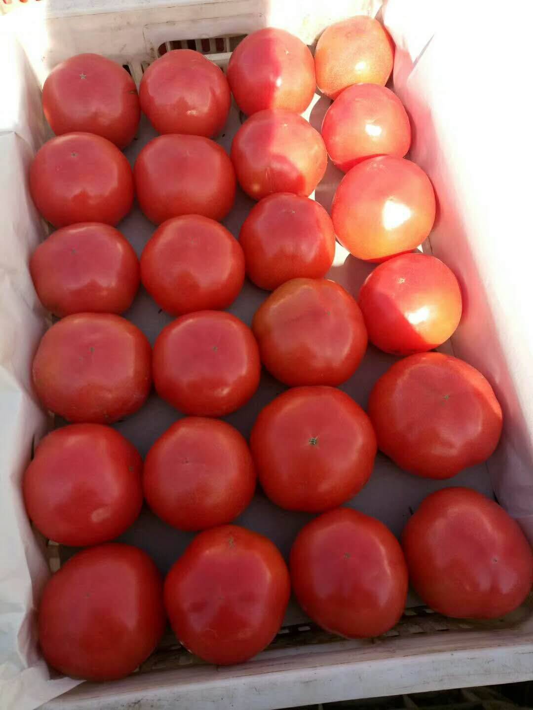 硬粉番茄大量上市货源充足，颜色红亮！品种齐全交通便利！孤...