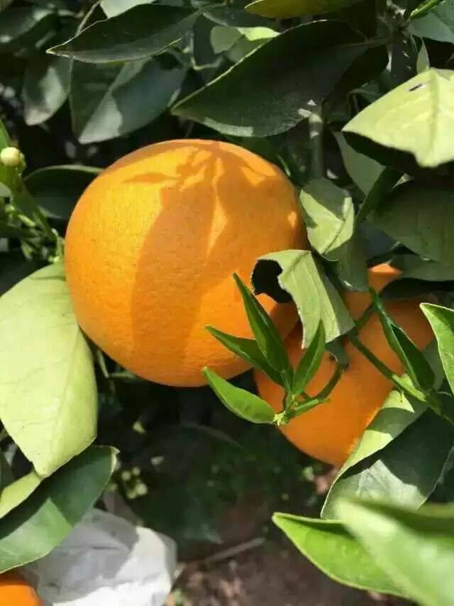 夏橙什么时候成熟 夏橙的功效与作用
一、夏橙什么时候成熟
夏橙于头年春季开花，第二次夏季的2月底7月初成熟采收，结的果经过“三青三黄”，经历了夏季的最高温和