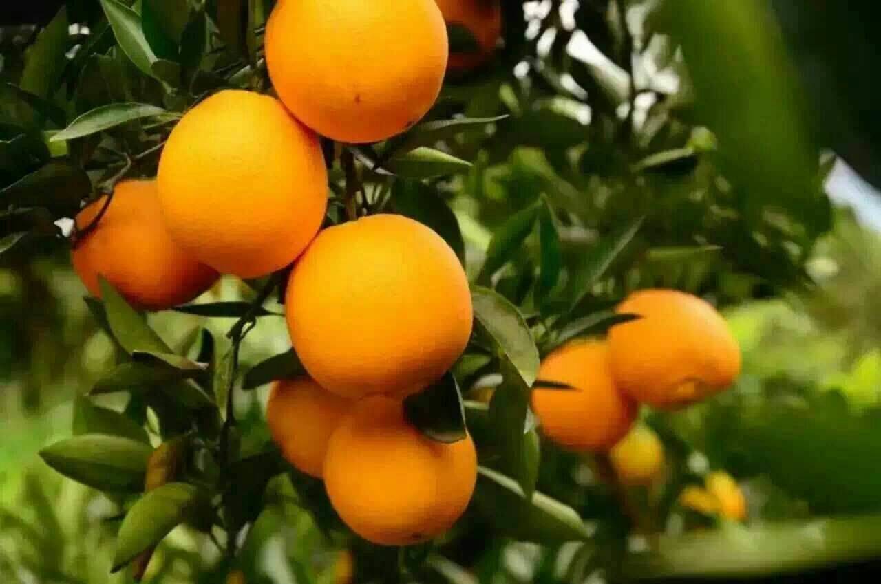 夏橙什么时候成熟 夏橙的功效与作用
一、夏橙什么时候成...