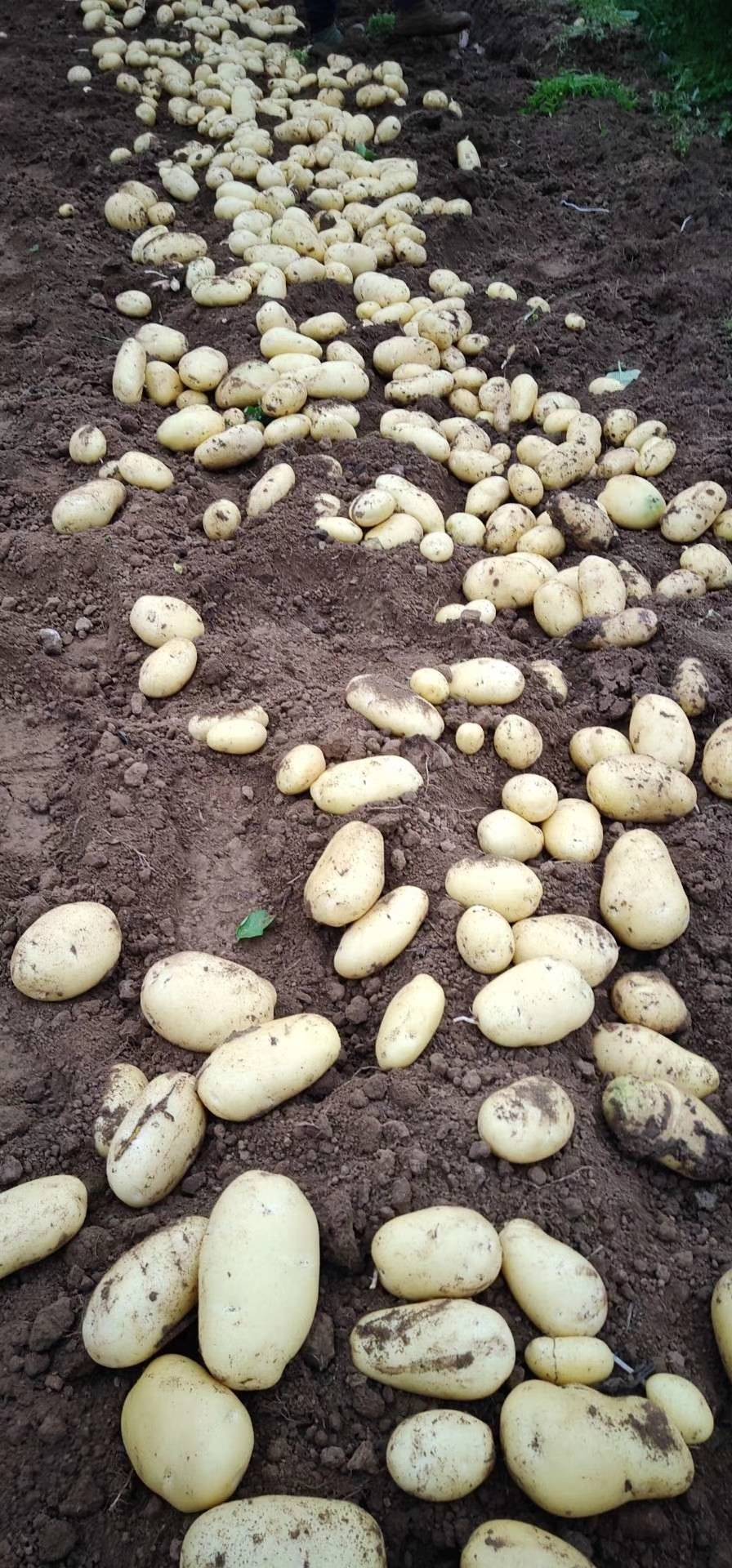 山东滕州荷兰十五土豆每年4月初大棚三膜土豆开始供应，后续...