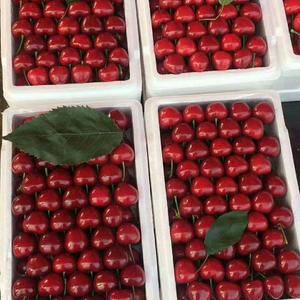 陕西樱桃大量上市，有美早，早大果，红灯樱桃，货源充足有需要的老板抓紧时间联系我。